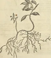 An illustration from Historia naturalis Brasiliae, : auspicio et beneficio illustriss. I. Mauritii Com. Nassau ... adornata : in qua non tantum plantæ et animalia, sed et indigenarum morbi, ingenia et mores describuntur et iconibus supra quingentas illustrantur (1648)