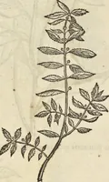 An illustration from Historia naturalis Brasiliae, : auspicio et beneficio illustriss. I. Mauritii Com. Nassau ... adornata : in qua non tantum plantæ et animalia, sed et indigenarum morbi, ingenia et mores describuntur et iconibus supra quingentas illustrantur (1648)