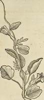 An illustration from Historia naturalis Brasiliae, : auspicio et beneficio illustriss. I. Mauritii Com. Nassau ... adornata : in qua non tantum plantæ et animalia, sed et indigenarum morbi, ingenia et mores describuntur et iconibus supra quingentas illustrantur (1648)
