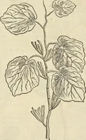 An illustration from Historia naturalis Brasiliae, : auspicio et beneficio illustriss. I. Mauritii Com. Nassau ... adornata : in qua non tantum plantæ et animalia, sed et indigenarum morbi, ingenia et mores describuntur et iconibus supra quingentas illustrantur (1648)