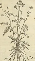 An illustration from Historia naturalis Brasiliae, : auspicio et beneficio illustriss. I. Mauritii Com. Nassau ... adornata : in qua non tantum plantæ et animalia, sed et indigenarum morbi, ingenia et mores describuntur et iconibus supra quingentas illustrantur (1648)