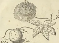 Picture 68 of 397 from Historia naturalis Brasiliae, : auspicio et beneficio illustriss. I. Mauritii Com. Nassau ... adornata : in qua non tantum plantæ et animalia, sed et indigenarum morbi, ingenia et mores describuntur et iconibus supra quingentas illustrantur (1648), leaf 121