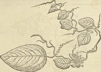 Picture 69 of 397 from Historia naturalis Brasiliae, : auspicio et beneficio illustriss. I. Mauritii Com. Nassau ... adornata : in qua non tantum plantæ et animalia, sed et indigenarum morbi, ingenia et mores describuntur et iconibus supra quingentas illustrantur (1648), leaf 122