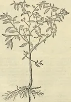 An illustration from Historia naturalis Brasiliae, : auspicio et beneficio illustriss. I. Mauritii Com. Nassau ... adornata : in qua non tantum plantæ et animalia, sed et indigenarum morbi, ingenia et mores describuntur et iconibus supra quingentas illustrantur (1648)