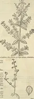 An illustration from Historia naturalis Brasiliae, : auspicio et beneficio illustriss. I. Mauritii Com. Nassau ... adornata : in qua non tantum plantæ et animalia, sed et indigenarum morbi, ingenia et mores describuntur et iconibus supra quingentas illustrantur (1648)
