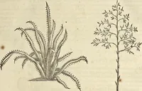 An illustration from Historia naturalis Brasiliae, : auspicio et beneficio illustriss. I. Mauritii Com. Nassau ... adornata : in qua non tantum plantæ et animalia, sed et indigenarum morbi, ingenia et mores describuntur et iconibus supra quingentas illustrantur (1648)