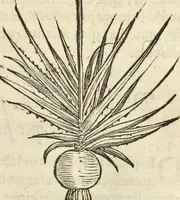 An illustration from Historia naturalis Brasiliae, : auspicio et beneficio illustriss. I. Mauritii Com. Nassau ... adornata : in qua non tantum plantæ et animalia, sed et indigenarum morbi, ingenia et mores describuntur et iconibus supra quingentas illustrantur (1648)
