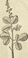 An illustration from Historia naturalis Brasiliae, : auspicio et beneficio illustriss. I. Mauritii Com. Nassau ... adornata : in qua non tantum plantæ et animalia, sed et indigenarum morbi, ingenia et mores describuntur et iconibus supra quingentas illustrantur (1648)