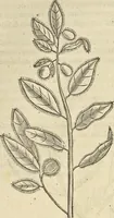 An illustration from Historia naturalis Brasiliae, : auspicio et beneficio illustriss. I. Mauritii Com. Nassau ... adornata : in qua non tantum plantæ et animalia, sed et indigenarum morbi, ingenia et mores describuntur et iconibus supra quingentas illustrantur (1648)
