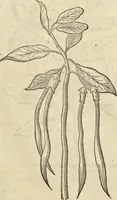 An illustration from Historia naturalis Brasiliae, : auspicio et beneficio illustriss. I. Mauritii Com. Nassau ... adornata : in qua non tantum plantæ et animalia, sed et indigenarum morbi, ingenia et mores describuntur et iconibus supra quingentas illustrantur (1648)