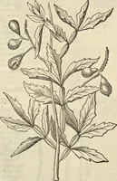 An illustration from Historia naturalis Brasiliae, : auspicio et beneficio illustriss. I. Mauritii Com. Nassau ... adornata : in qua non tantum plantæ et animalia, sed et indigenarum morbi, ingenia et mores describuntur et iconibus supra quingentas illustrantur (1648)