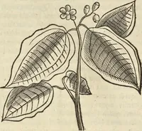An illustration from Historia naturalis Brasiliae, : auspicio et beneficio illustriss. I. Mauritii Com. Nassau ... adornata : in qua non tantum plantæ et animalia, sed et indigenarum morbi, ingenia et mores describuntur et iconibus supra quingentas illustrantur (1648)