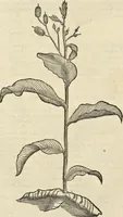 An illustration from Historia naturalis Brasiliae, : auspicio et beneficio illustriss. I. Mauritii Com. Nassau ... adornata : in qua non tantum plantæ et animalia, sed et indigenarum morbi, ingenia et mores describuntur et iconibus supra quingentas illustrantur (1648)