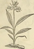 An illustration from Historia naturalis Brasiliae, : auspicio et beneficio illustriss. I. Mauritii Com. Nassau ... adornata : in qua non tantum plantæ et animalia, sed et indigenarum morbi, ingenia et mores describuntur et iconibus supra quingentas illustrantur (1648)