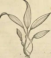 An illustration from Historia naturalis Brasiliae, : auspicio et beneficio illustriss. I. Mauritii Com. Nassau ... adornata : in qua non tantum plantæ et animalia, sed et indigenarum morbi, ingenia et mores describuntur et iconibus supra quingentas illustrantur (1648)