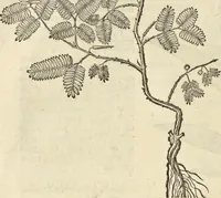 An illustration from Historia naturalis Brasiliae, : auspicio et beneficio illustriss. I. Mauritii Com. Nassau ... adornata : in qua non tantum plantæ et animalia, sed et indigenarum morbi, ingenia et mores describuntur et iconibus supra quingentas illustrantur (1648)