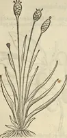An illustration from Historia naturalis Brasiliae, : auspicio et beneficio illustriss. I. Mauritii Com. Nassau ... adornata : in qua non tantum plantæ et animalia, sed et indigenarum morbi, ingenia et mores describuntur et iconibus supra quingentas illustrantur (1648)