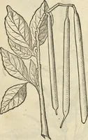 An illustration from Historia naturalis Brasiliae, : auspicio et beneficio illustriss. I. Mauritii Com. Nassau ... adornata : in qua non tantum plantæ et animalia, sed et indigenarum morbi, ingenia et mores describuntur et iconibus supra quingentas illustrantur (1648)