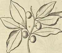 An illustration from Historia naturalis Brasiliae, : auspicio et beneficio illustriss. I. Mauritii Com. Nassau ... adornata : in qua non tantum plantæ et animalia, sed et indigenarum morbi, ingenia et mores describuntur et iconibus supra quingentas illustrantur (1648)