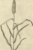 An illustration from Historia naturalis Brasiliae, : auspicio et beneficio illustriss. I. Mauritii Com. Nassau ... adornata : in qua non tantum plantæ et animalia, sed et indigenarum morbi, ingenia et mores describuntur et iconibus supra quingentas illustrantur (1648)