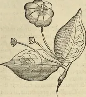 An illustration from Historia naturalis Brasiliae, : auspicio et beneficio illustriss. I. Mauritii Com. Nassau ... adornata : in qua non tantum plantæ et animalia, sed et indigenarum morbi, ingenia et mores describuntur et iconibus supra quingentas illustrantur (1648)