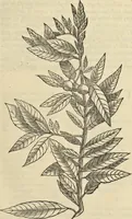 An illustration from Historia naturalis Brasiliae, : auspicio et beneficio illustriss. I. Mauritii Com. Nassau ... adornata : in qua non tantum plantæ et animalia, sed et indigenarum morbi, ingenia et mores describuntur et iconibus supra quingentas illustrantur (1648)