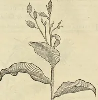 An illustration from Historia naturalis Brasiliae, : auspicio et beneficio illustriss. I. Mauritii Com. Nassau ... adornata : in qua non tantum plantæ et animalia, sed et indigenarum morbi, ingenia et mores describuntur et iconibus supra quingentas illustrantur (1648)
