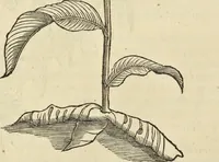 An illustration from Historia naturalis Brasiliae, : auspicio et beneficio illustriss. I. Mauritii Com. Nassau ... adornata : in qua non tantum plantæ et animalia, sed et indigenarum morbi, ingenia et mores describuntur et iconibus supra quingentas illustrantur (1648)