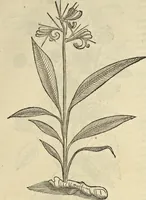 An illustration from Historia naturalis Brasiliae, : auspicio et beneficio illustriss. I. Mauritii Com. Nassau ... adornata : in qua non tantum plantæ et animalia, sed et indigenarum morbi, ingenia et mores describuntur et iconibus supra quingentas illustrantur (1648)