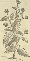 An illustration from Historia naturalis Brasiliae, : auspicio et beneficio illustriss. I. Mauritii Com. Nassau ... adornata : in qua non tantum plantæ et animalia, sed et indigenarum morbi, ingenia et mores describuntur et iconibus supra quingentas illustrantur (1648)