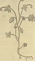 An illustration from Historia naturalis Brasiliae, : auspicio et beneficio illustriss. I. Mauritii Com. Nassau ... adornata : in qua non tantum plantæ et animalia, sed et indigenarum morbi, ingenia et mores describuntur et iconibus supra quingentas illustrantur (1648)