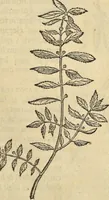 An illustration from Historia naturalis Brasiliae, : auspicio et beneficio illustriss. I. Mauritii Com. Nassau ... adornata : in qua non tantum plantæ et animalia, sed et indigenarum morbi, ingenia et mores describuntur et iconibus supra quingentas illustrantur (1648)