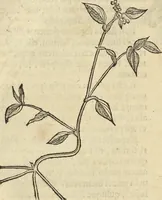 An illustration from Historia naturalis Brasiliae, : auspicio et beneficio illustriss. I. Mauritii Com. Nassau ... adornata : in qua non tantum plantæ et animalia, sed et indigenarum morbi, ingenia et mores describuntur et iconibus supra quingentas illustrantur (1648)