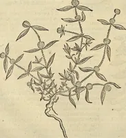 An illustration from Historia naturalis Brasiliae, : auspicio et beneficio illustriss. I. Mauritii Com. Nassau ... adornata : in qua non tantum plantæ et animalia, sed et indigenarum morbi, ingenia et mores describuntur et iconibus supra quingentas illustrantur (1648)