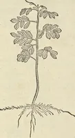 An illustration from Historia naturalis Brasiliae, : auspicio et beneficio illustriss. I. Mauritii Com. Nassau ... adornata : in qua non tantum plantæ et animalia, sed et indigenarum morbi, ingenia et mores describuntur et iconibus supra quingentas illustrantur (1648)