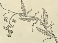 An illustration from Historia naturalis Brasiliae, : auspicio et beneficio illustriss. I. Mauritii Com. Nassau ... adornata : in qua non tantum plantæ et animalia, sed et indigenarum morbi, ingenia et mores describuntur et iconibus supra quingentas illustrantur (1648)