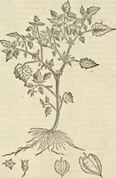 An illustration from Historia naturalis Brasiliae, : auspicio et beneficio illustriss. I. Mauritii Com. Nassau ... adornata : in qua non tantum plantæ et animalia, sed et indigenarum morbi, ingenia et mores describuntur et iconibus supra quingentas illustrantur (1648)