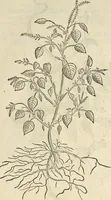 An illustration from Historia naturalis Brasiliae, : auspicio et beneficio illustriss. I. Mauritii Com. Nassau ... adornata : in qua non tantum plantæ et animalia, sed et indigenarum morbi, ingenia et mores describuntur et iconibus supra quingentas illustrantur (1648)