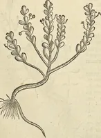 An illustration from Historia naturalis Brasiliae, : auspicio et beneficio illustriss. I. Mauritii Com. Nassau ... adornata : in qua non tantum plantæ et animalia, sed et indigenarum morbi, ingenia et mores describuntur et iconibus supra quingentas illustrantur (1648)