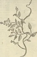 An illustration from Historia naturalis Brasiliae, : auspicio et beneficio illustriss. I. Mauritii Com. Nassau ... adornata : in qua non tantum plantæ et animalia, sed et indigenarum morbi, ingenia et mores describuntur et iconibus supra quingentas illustrantur (1648)