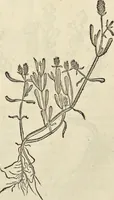 An illustration from Historia naturalis Brasiliae, : auspicio et beneficio illustriss. I. Mauritii Com. Nassau ... adornata : in qua non tantum plantæ et animalia, sed et indigenarum morbi, ingenia et mores describuntur et iconibus supra quingentas illustrantur (1648)