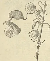 Picture 107 of 397 from Historia naturalis Brasiliae, : auspicio et beneficio illustriss. I. Mauritii Com. Nassau ... adornata : in qua non tantum plantæ et animalia, sed et indigenarum morbi, ingenia et mores describuntur et iconibus supra quingentas illustrantur (1648), leaf 162
