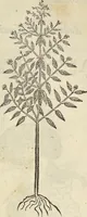 An illustration from Historia naturalis Brasiliae, : auspicio et beneficio illustriss. I. Mauritii Com. Nassau ... adornata : in qua non tantum plantæ et animalia, sed et indigenarum morbi, ingenia et mores describuntur et iconibus supra quingentas illustrantur (1648)