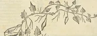 An illustration from Historia naturalis Brasiliae, : auspicio et beneficio illustriss. I. Mauritii Com. Nassau ... adornata : in qua non tantum plantæ et animalia, sed et indigenarum morbi, ingenia et mores describuntur et iconibus supra quingentas illustrantur (1648)