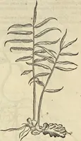 An illustration from Historia naturalis Brasiliae, : auspicio et beneficio illustriss. I. Mauritii Com. Nassau ... adornata : in qua non tantum plantæ et animalia, sed et indigenarum morbi, ingenia et mores describuntur et iconibus supra quingentas illustrantur (1648)