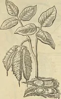 An illustration from Historia naturalis Brasiliae, : auspicio et beneficio illustriss. I. Mauritii Com. Nassau ... adornata : in qua non tantum plantæ et animalia, sed et indigenarum morbi, ingenia et mores describuntur et iconibus supra quingentas illustrantur (1648)