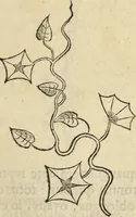 An illustration from Historia naturalis Brasiliae, : auspicio et beneficio illustriss. I. Mauritii Com. Nassau ... adornata : in qua non tantum plantæ et animalia, sed et indigenarum morbi, ingenia et mores describuntur et iconibus supra quingentas illustrantur (1648)
