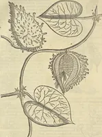 An illustration from Historia naturalis Brasiliae, : auspicio et beneficio illustriss. I. Mauritii Com. Nassau ... adornata : in qua non tantum plantæ et animalia, sed et indigenarum morbi, ingenia et mores describuntur et iconibus supra quingentas illustrantur (1648)