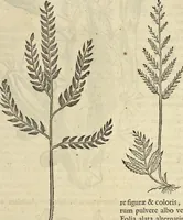 An illustration from Historia naturalis Brasiliae, : auspicio et beneficio illustriss. I. Mauritii Com. Nassau ... adornata : in qua non tantum plantæ et animalia, sed et indigenarum morbi, ingenia et mores describuntur et iconibus supra quingentas illustrantur (1648)