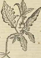 An illustration from Historia naturalis Brasiliae, : auspicio et beneficio illustriss. I. Mauritii Com. Nassau ... adornata : in qua non tantum plantæ et animalia, sed et indigenarum morbi, ingenia et mores describuntur et iconibus supra quingentas illustrantur (1648)